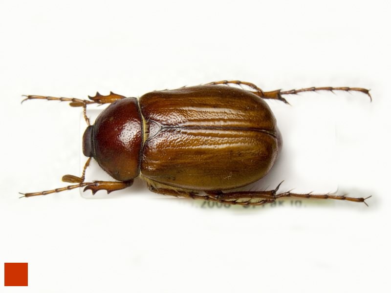 Xanthotrogus tadzhikorum Nikolajev, 2008